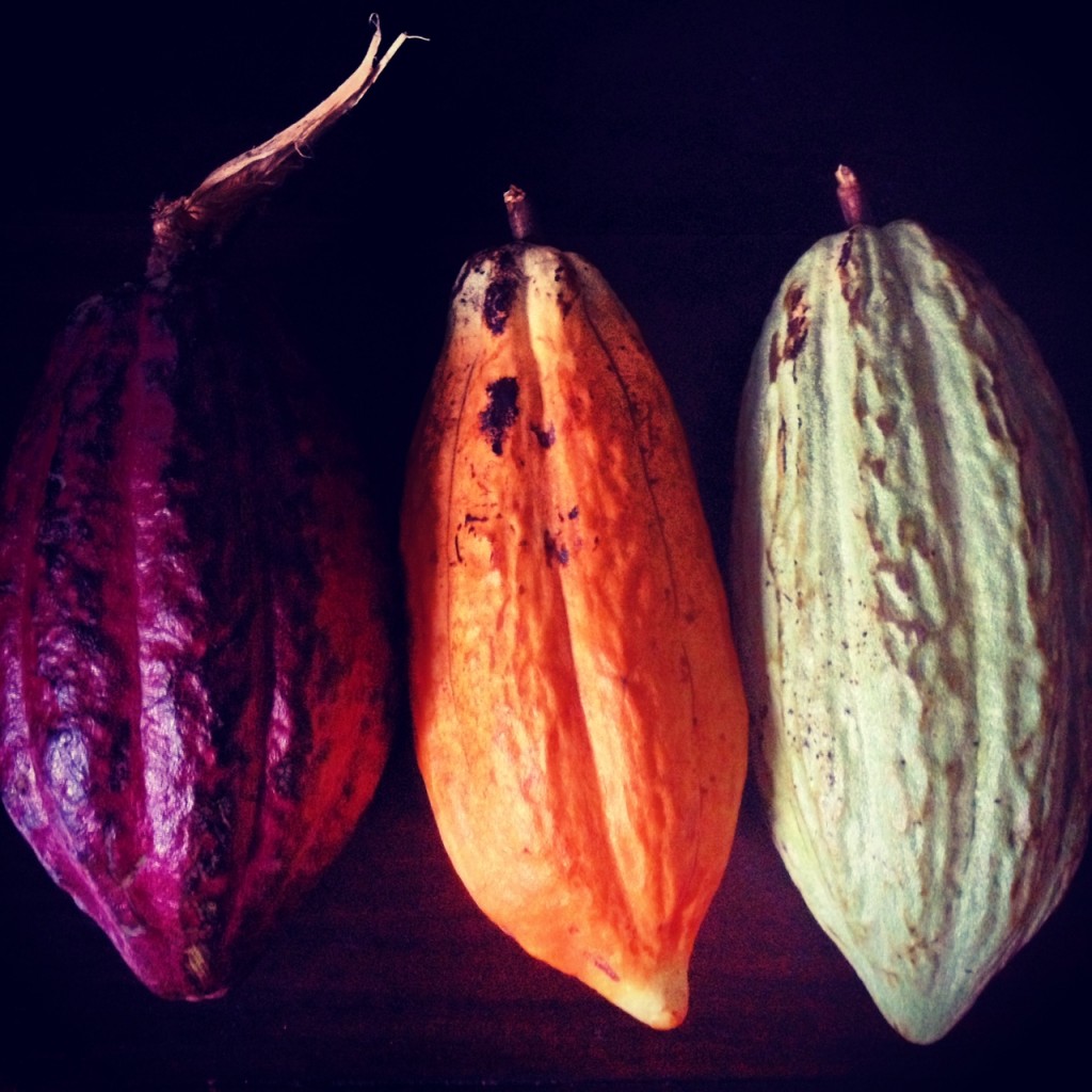 cacao